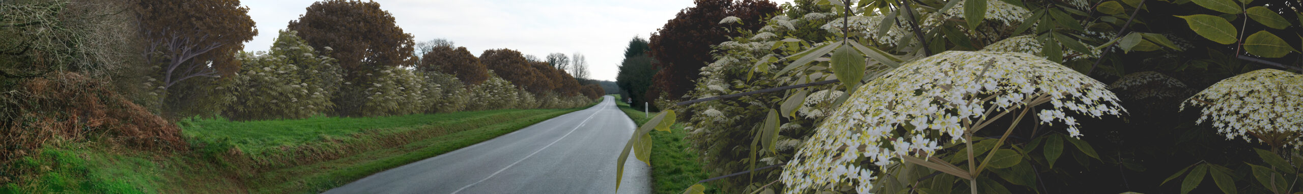 5 - Vue depuis la D790 avec les haies de masquage